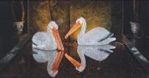 TQ-SC-083-24V  LED 3D ANIMATION MOTIF LIGHTS